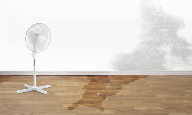 Best Flood damage cleanup  in Taylor, AZ