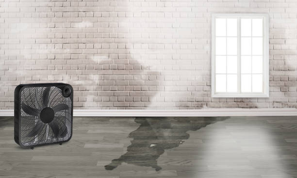 Best Water damage restoration near me  in Taylor, AZ